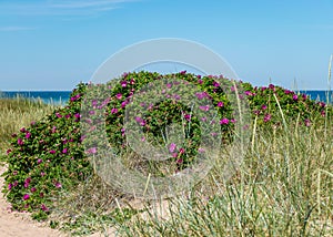 Summer day with flowering coast of the island of Saaremaa, Harilaid nature reserve, Estonia, Baltic Sea