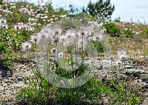 Summer day with flowering coast of the island of Saaremaa, Harilaid nature reserve, Estonia, Baltic Sea