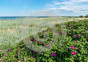 Summer day with flowering coast of the island of Saaremaa, Harilaid nature reserve, Estonia, Baltic Sea