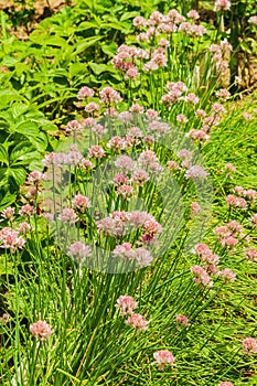 Summer day.Flowering ornamental onion Allium schoenoprasum.