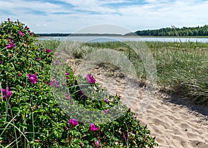Summer day with the flowering shore of Saaremaa, sandy footpath in the sand dunes, Harilaid Nature Reserve, Estonia, Baltic Sea