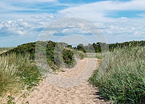 Summer day with the flowering shore of Saaremaa, sandy footpath in the sand dunes, Harilaid Nature Reserve, Estonia, Baltic Sea