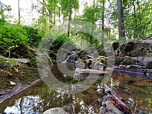 A summer day in a forest
