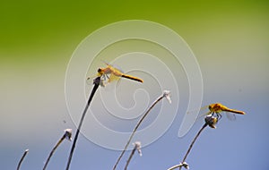 A summer day full of dragonflies on weeds.