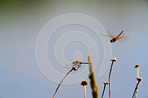 A summer day full of dragonflies on weeds.