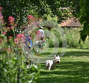 summer day in the garden with a white dog