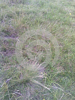 Summer day. Green and dry grass and small yellow flowers.