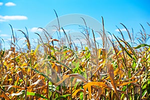 Summer day highlights the agricultural field, which is growing in neat rows, high, ripe, yellow, sweet corn.