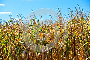 Summer day highlights the agricultural field, which is growing in neat rows, high, ripe, yellow, sweet corn.