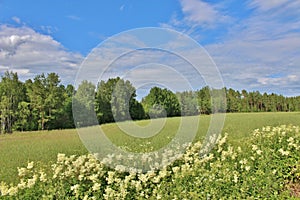 Summer day in Norrbotten