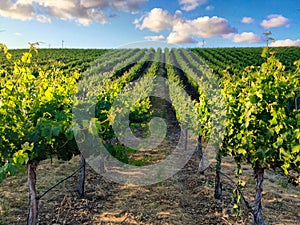 Vineyard rows during Northern California summer