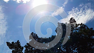 Summer day - pine tree, sky and sun