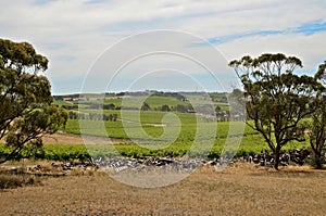 A summer day at a vineyard in McLaren Vale