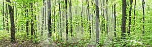 Summer deciduous fresh green forest. Panorama.