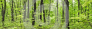 Summer deciduous fresh green forest. Panorama.