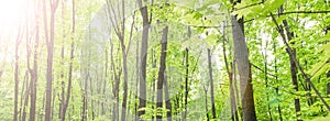 Summer deciduous fresh green forest. Panorama