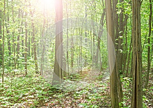 Summer deciduous fresh green forest. Panorama