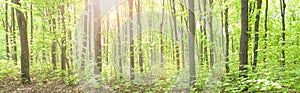 Summer deciduous fresh green forest. Panorama