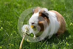 Summer delight Guinea pig munches on fresh dandelion flower