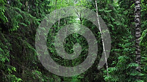 Summer dense pine forest with birches. The camera moves forward, flying very close to the foliage. Background from trees