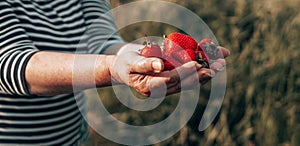 Summer dessert. Female hands with handful of ripe strawberries. Healthy rural organic harvest in the garden. Woman hands