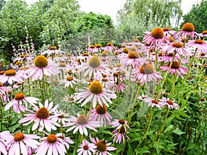 Summer display of echinacea or purple coneflowers