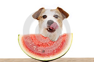 Summer dog eating watermelon and linking with its tongue out. Isolated on white background