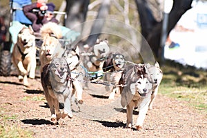 Summer Dog Sled Training