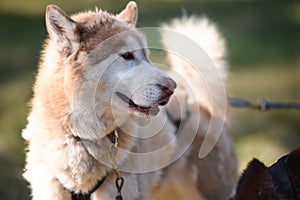 Summer Dog Sled Training