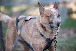 Summer Dog Sled Training - Australian Shepard