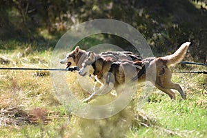 Summer Dog Sled Training