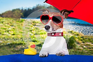 Summer dog under umbrella