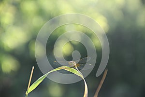 Summer dragonfly on a green leaf