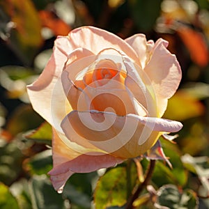 Summer Dream Apricot Blend Hybrid Tea Rose in Bloom