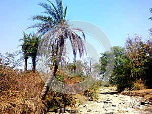 Summer dried river in tropical Indian forest