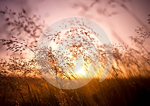 Summer Dry Grass