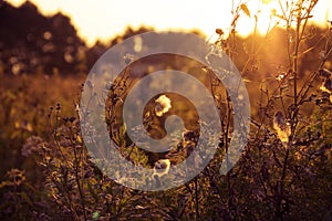 Summer dry grass against a sunset.