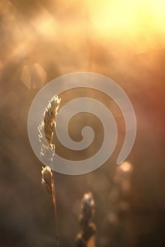 Summer dry grass / floral bokeh, blur with sunlight