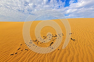 Summer dry landscape in Africa. Sand waves in the wild nature. Dunas Maspalomas, Gran Canaria, Spain. Yellow sand on the island. S photo