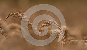 Summer dry ripened grain in cloudy day in fields