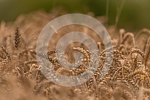 Summer dry ripened grain in cloudy day in fields