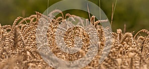 Summer dry ripened grain in cloudy day in fields