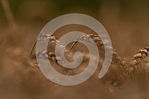 Summer dry ripened grain in cloudy day in fields