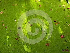Summer duckweed pond in forest scene