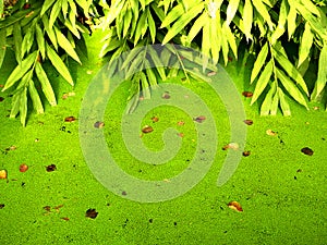 Summer duckweed pond in forest scene
