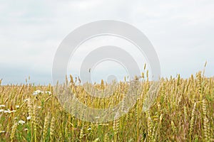 Summer eared field and blue sky