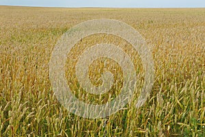 Summer eared field and blue sky