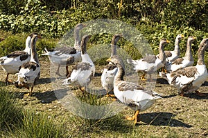 Summer early foggy morning geese hurry to the pond