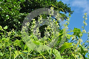 In the wild echinocystis lobata grows