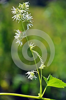 In the wild echinocystis lobata grows